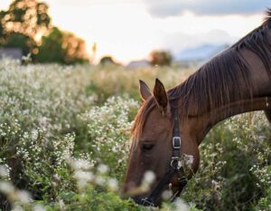 Wideo dotyczące czegoś tam
